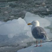 Glaucous Gull